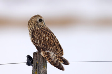 uszatka błotna (Asio flammeus) © Grzegorz