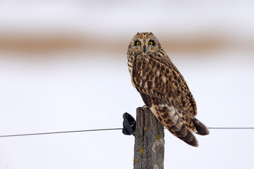 uszatka błotna (Asio flammeus) © Grzegorz