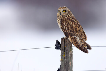 uszatka błotna (Asio flammeus) © Grzegorz