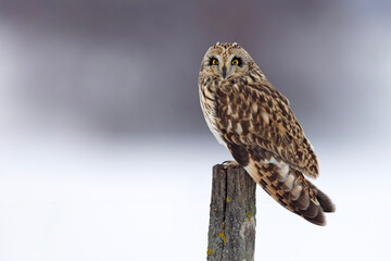 uszatka błotna (Asio flammeus) © Grzegorz