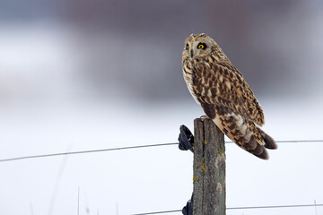 uszatka błotna (Asio flammeus) © Grzegorz