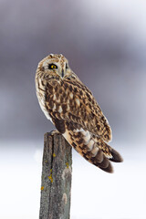 uszatka błotna (Asio flammeus) © Grzegorz