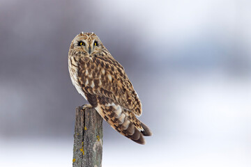 uszatka błotna (Asio flammeus) © Grzegorz