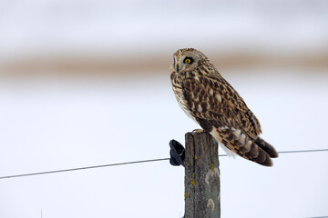 uszatka błotna (Asio flammeus) © Grzegorz