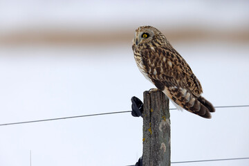 uszatka błotna (Asio flammeus) © Grzegorz