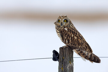 uszatka błotna (Asio flammeus) © Grzegorz