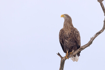 bielik (Haliaeetus albicilla) © Grzegorz