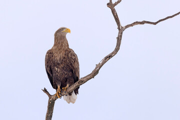 bielik (Haliaeetus albicilla) © Grzegorz
