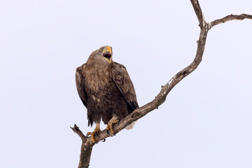 bielik (Haliaeetus albicilla) © Grzegorz