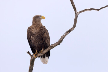 bielik (Haliaeetus albicilla) © Grzegorz