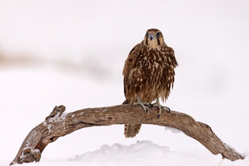 Raróg (Falco cherrug) © Grzegorz