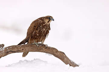 Raróg (Falco cherrug) © Grzegorz