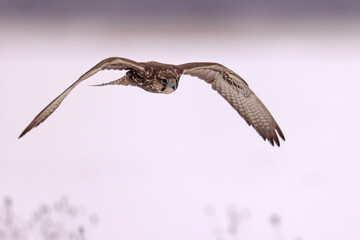 Raróg (Falco cherrug) © Grzegorz