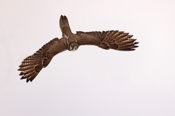 Raróg (Falco cherrug) © Grzegorz