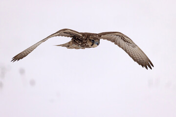 Raróg (Falco cherrug) © Grzegorz