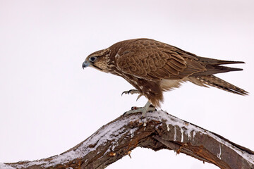 Raróg (Falco cherrug) © Grzegorz