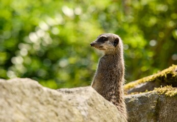Fototapeta premium meerkat looking up