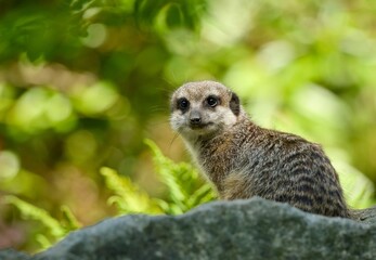 meerkat on the lookout