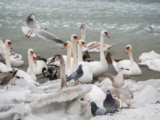 Łabędzie, mewy, gołębie wsród kry na brzegu morza. © EwaAF