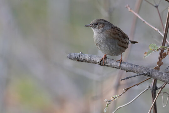 Dunnock (Prunella modularis) perched on a thick branch with a soft blurred background.