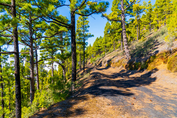 Obraz premium Beautiful landscape on la Palma island, Spain, in spring