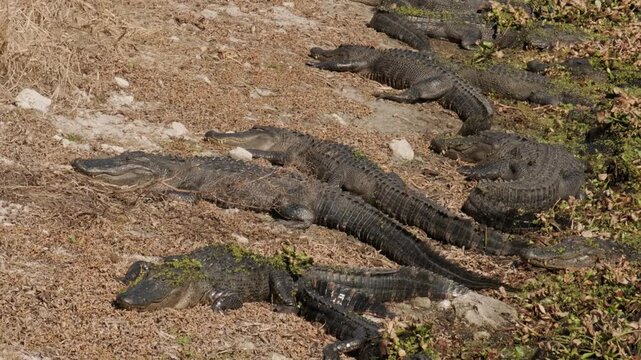 Alligators La Chua Trail Paynes Prairie, Gainesville, Florida