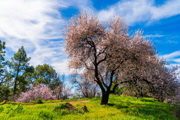 Fototapeta premium Blooming almond trees on la Palma island, Spain, in springtime