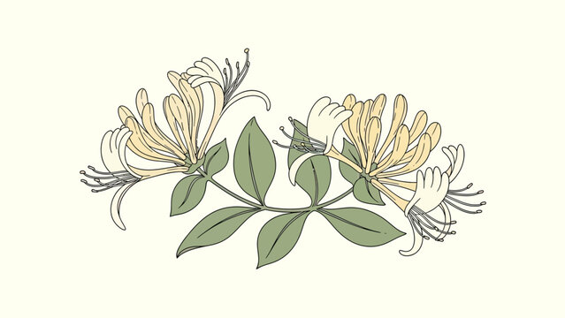 Detailed botanical illustration of honeysuckle flowers with green leaves on a light background