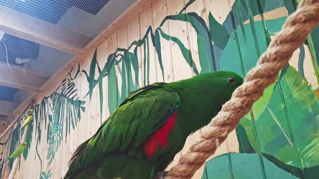 A male eclectus parrot crawls along ropes in an enclosure. Birds