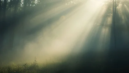 Canvas schilderij Kaki Sun Rays Forest Mist  © PT88