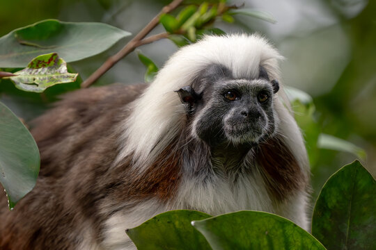 Cotton-top Tamarin - Saguinus oedipus, beautiful small primate from South American tropical forests, Colombia.