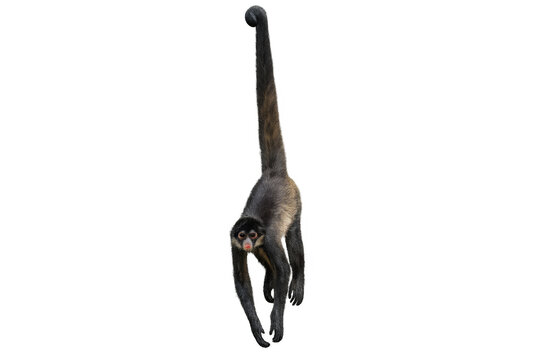 Spider monkey hanging with long tail on transparent background