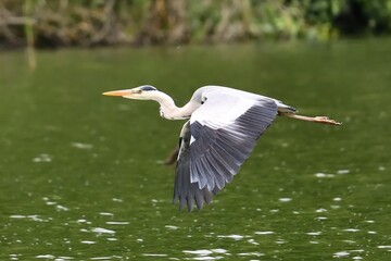 Grey heron (Ardea cinerea) in low flight over water
