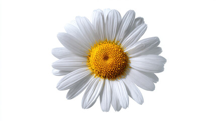 White daisy flower with yellow center white flower 2