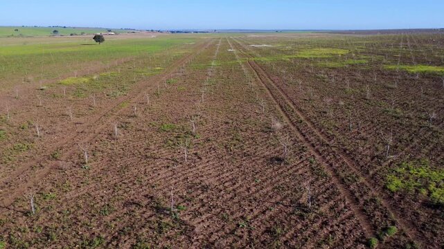 Side panning drone shot of young pistachio trees awakening from winter dormancy at the beginning of spring.