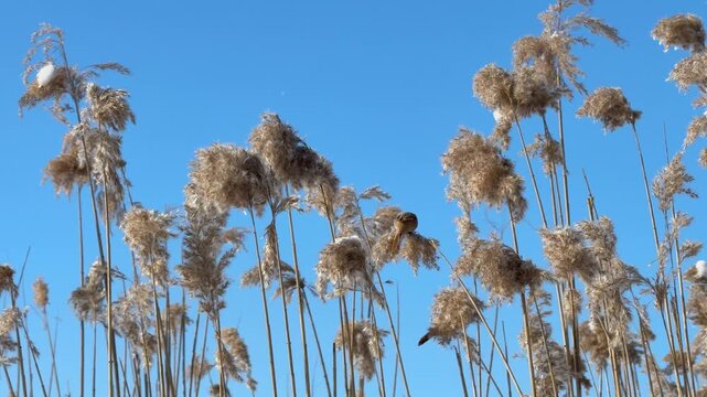 The Bearded Reedling bird (Panurus biarmicus) feeds reed seeds.