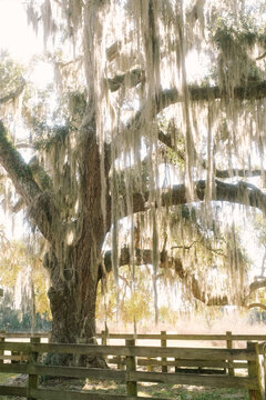 Spanish Moss Oak Tree  La Chua Trail Paynes Prairie State Park, Gainesville, Florida