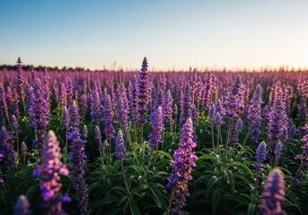 Obraz premium Beautiful purple flowering plants stretching into the distance under the warm summer sunlight, ready for harvest, relaxation, herb, sunny