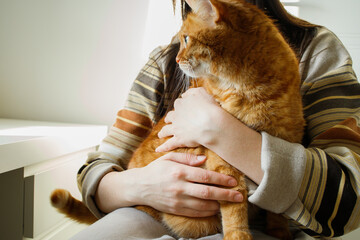 Cute domestic orange cat sitting in woman hands at home © elifilm