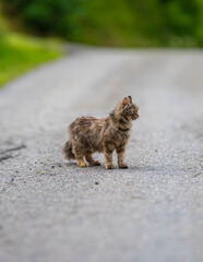 Domestic cat Felis catus standing alone on rural road outdoors. © Trygve