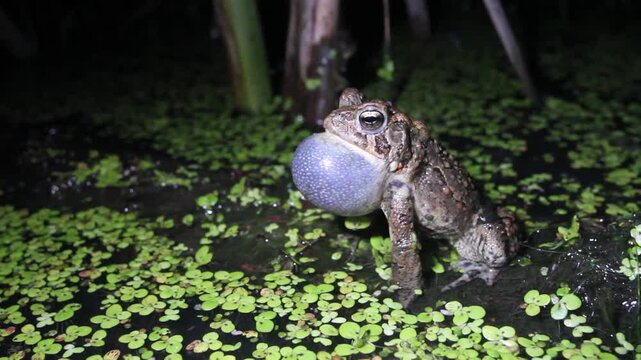 Male American Toad (Anaxyrus americanus) sings for a mate with its long, trilling call along the edge of a pond in eastern North America. 