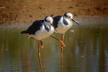 Obraz premium birds of brazil