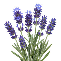 Fototapeta premium Vibrant Purple Lavender Flower Cluster with Green Leaves