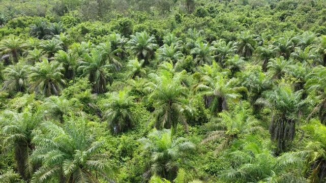 Low-flying drone view of oil palm plantation on waterlogged land