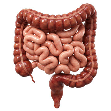 Human Large and Small Intestines Detailed Anatomy Illustration