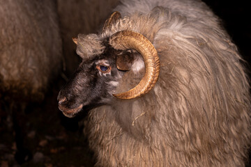 Side profile portrait of a rustic sheep with large curved horns against a dark night background. © Sergej
