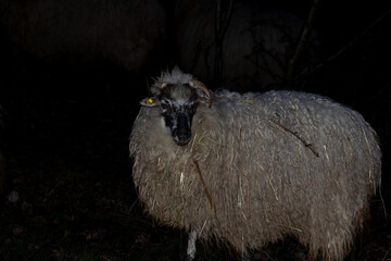 A horned sheep with a yellow ear tag stands in the dark, looking at the camera. © Sergej