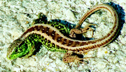 Obraz premium Colorful lizard on textured rock surface