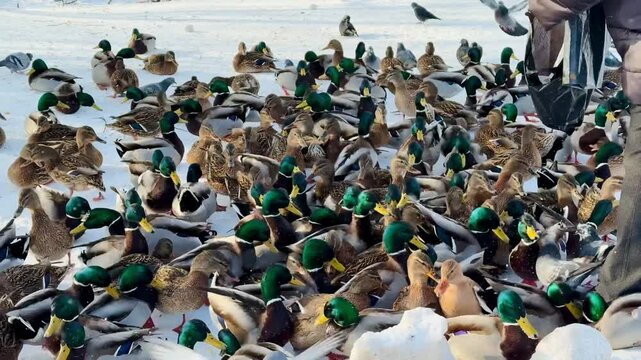 Man feeding ducks on snowy pond, park visitor tossing bread pieces to large flock of hungry mallards and pigeons, wings flapping, feathers.
