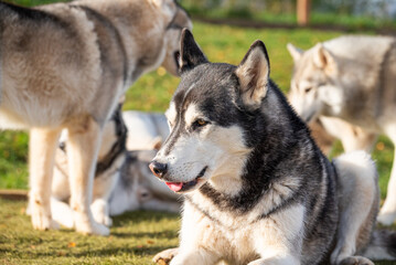 Alaskan husky dog in the garden in Iceland © Gestur
